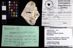 Foto (Objket + Etiketten) von Culmenformosa sp. 